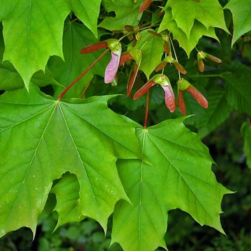 Korai juhar - Acer platanoides