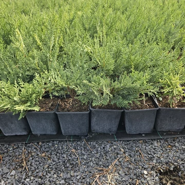 40 cm Leylandi ciprus &#039;alapfaj&#039;  - Cupressocyparis leylandii &#039;alapfaj&#039;
