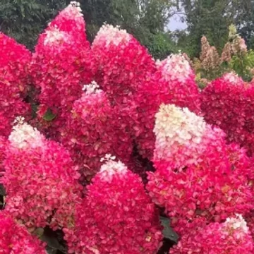 Bugás hortenzia - Hydrangea paniculata 'Graffiti'