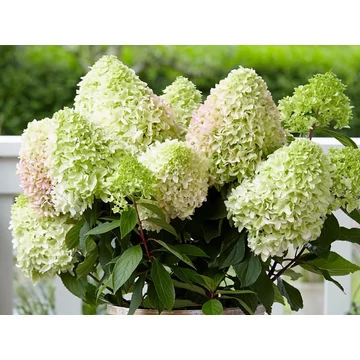 Bugás hortenzia - Hydrangea paniculata 'Little Fresco'
