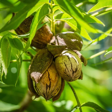 Pekándió oltvány- Carya illinoinensis 'Pawnee'