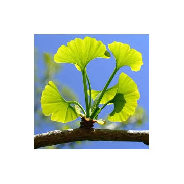 Ginkgo Biloba - Páfrányfenyő