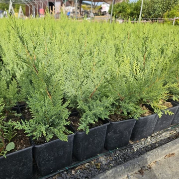 50 cm Leylandi ciprus &#039;Oger&#039; - Cupressocyparis leylandii &#039;Oger&#039;