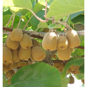 Öntermékeny kiwi - Actinidia chinensis- Jenny