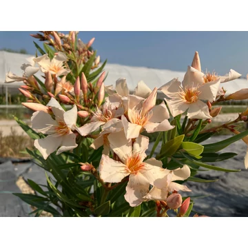 Leander - Nerium Oleander 'Arancio'