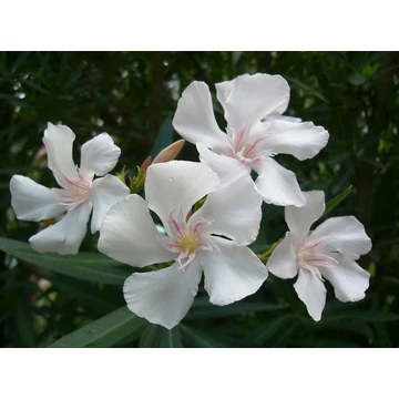 Leander - Nerium Oleander 'Bianco'