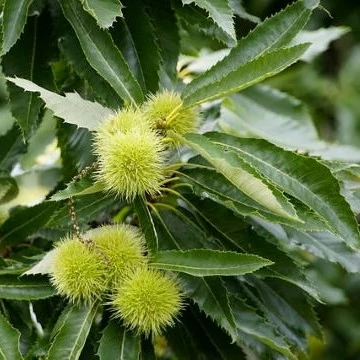 Szelíd gesztenye - Castanea sativa