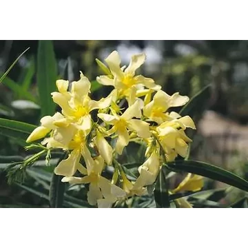 Leander - Nerium Oleander 'Giallo'