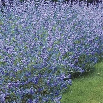 Angol Kékszakáll - Caryopteris 'Grand Bleu'
