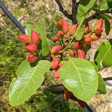Pisztácia termős oltvány - Pistacia vera 'Kerman'