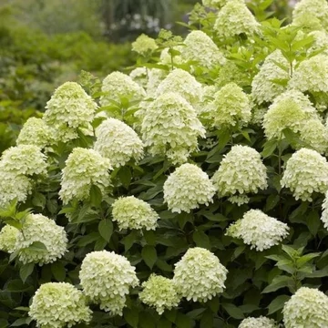 Bugás hortenzia - Hydrangea paniculata 'Limelight'