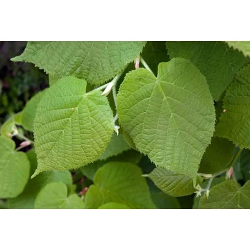 Nagylevelű hárs - Tilia platyphylla