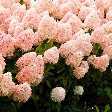 Bugás hortenzia - Hydrangea paniculata 'Phantom'
