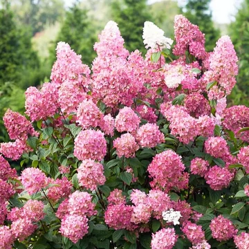 Bugás hortenzia - Hydrangea paniculata 'Pink Diamond'