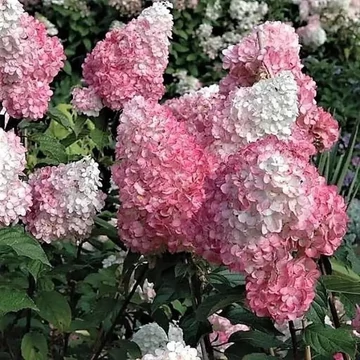 Bugás hortenzia - Hydrangea paniculata 'Pink Lady'