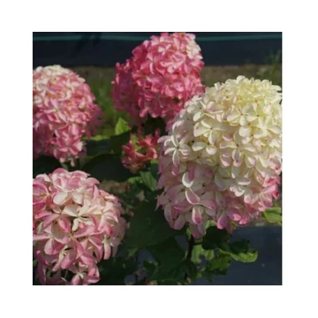 Bugás hortenzia - Hydrangea paniculata 'Polestar'