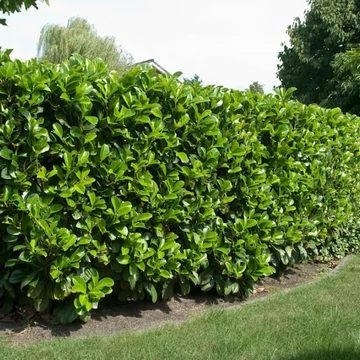Babérmeggy - Prunus l. Novita