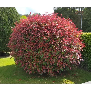 Korallberkenye - Photinia x fraserii Volcano Magical