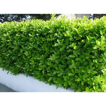 Japán kecskerágó - Euonymus japonicus