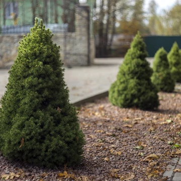 Cukorsüvegfenyő - Picea Glauca &#039;Conica&#039;