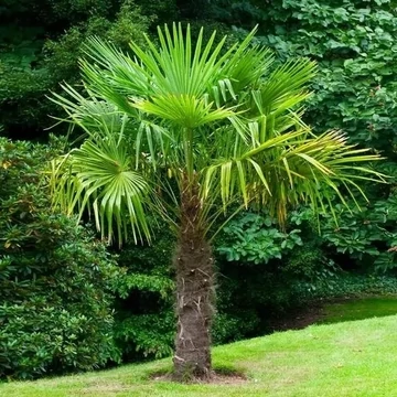 Kínai Kenderpálma - Trachycarpus fortunei