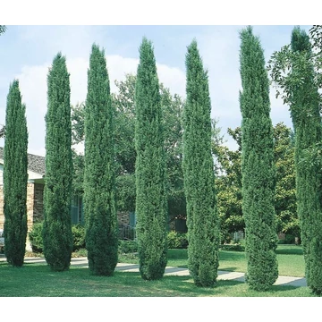Európai ciprus - Cupressus sempervirens Totem