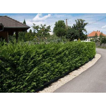 Leylandi ciprus - Cupressocyparis leylandii &#039;alapfaj&#039;