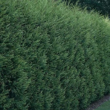Leylandi ciprus - Cupressocyparis leylandii &#039;Oger&#039;