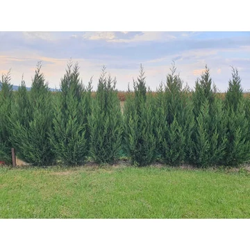 Leylandi ciprus - Cupressocyparis leylandii &#039;2001&#039;