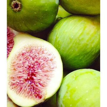 Füge - Ficus Carica &#039;Dottato&#039;