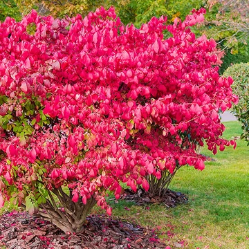 Szárnyas kecskerágó - Euonymus alatus