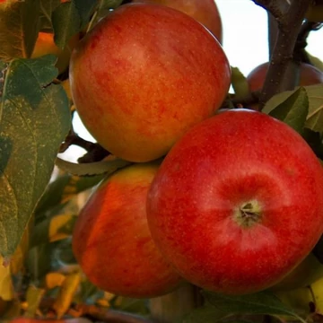 Braeburn alma