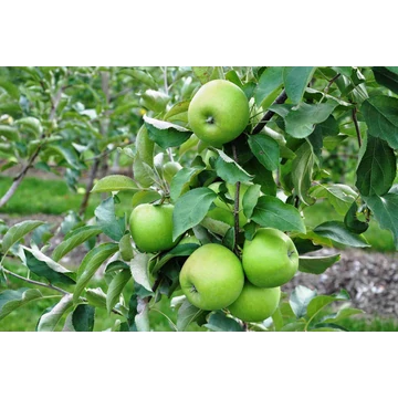 Granny Smith alma