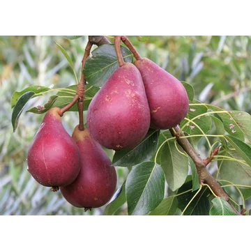 Piros Clapp körte