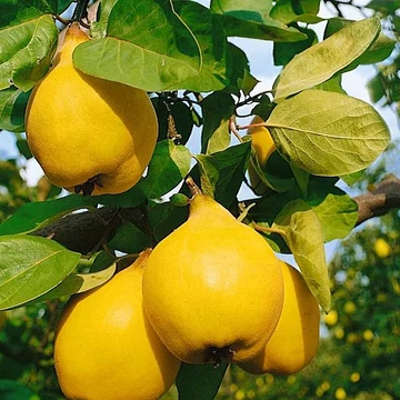 Berecki bőtermő birs