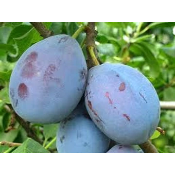 Cacansca lepotica szilva