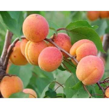 Pannonia kajszibarack