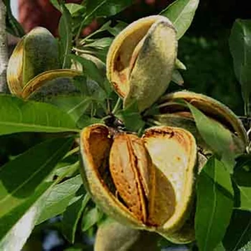 Tuono mandula