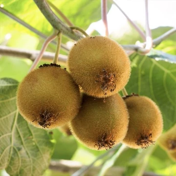 Kiwi termő - Actinidia Deliciosa &#039;Hayward&#039;