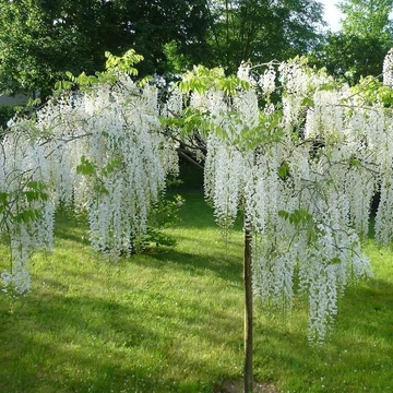 Lilaakác - Wisteria Sinensis 'Alba'