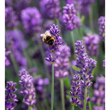 Levendula - Lavandula augustifolia 'Hidcote'