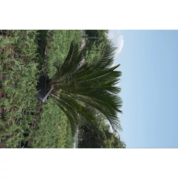 Cikász pálma - Cycas revoluta
