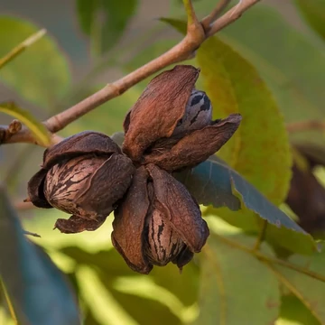 Pekándió - Carya illinoinensis