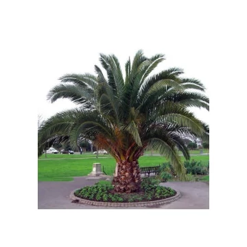 Kanári datolyapálma - Phoenix canariensis