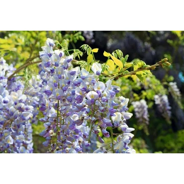 Lilaakác - Wisteria Floribunda 'Macrobotrys'