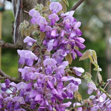 Lilaakác - Wisteria brakybotrys 'Ikoyama Fuji'