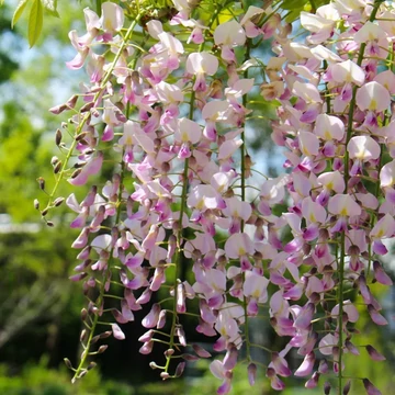 Lilaakác - Wisteria floribunda &#039;Liliac Rose&#039;