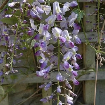 Lilaakác- Wisteria floribunda 'Lawrence'