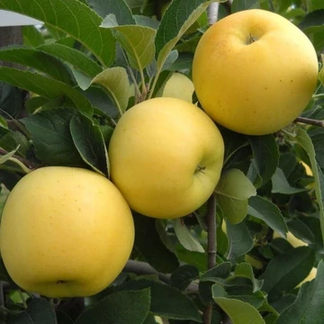 Golden Delicious alma