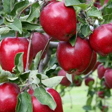 Top Red Delicious alma